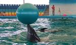 Dolphin bay phuket 6.jpg